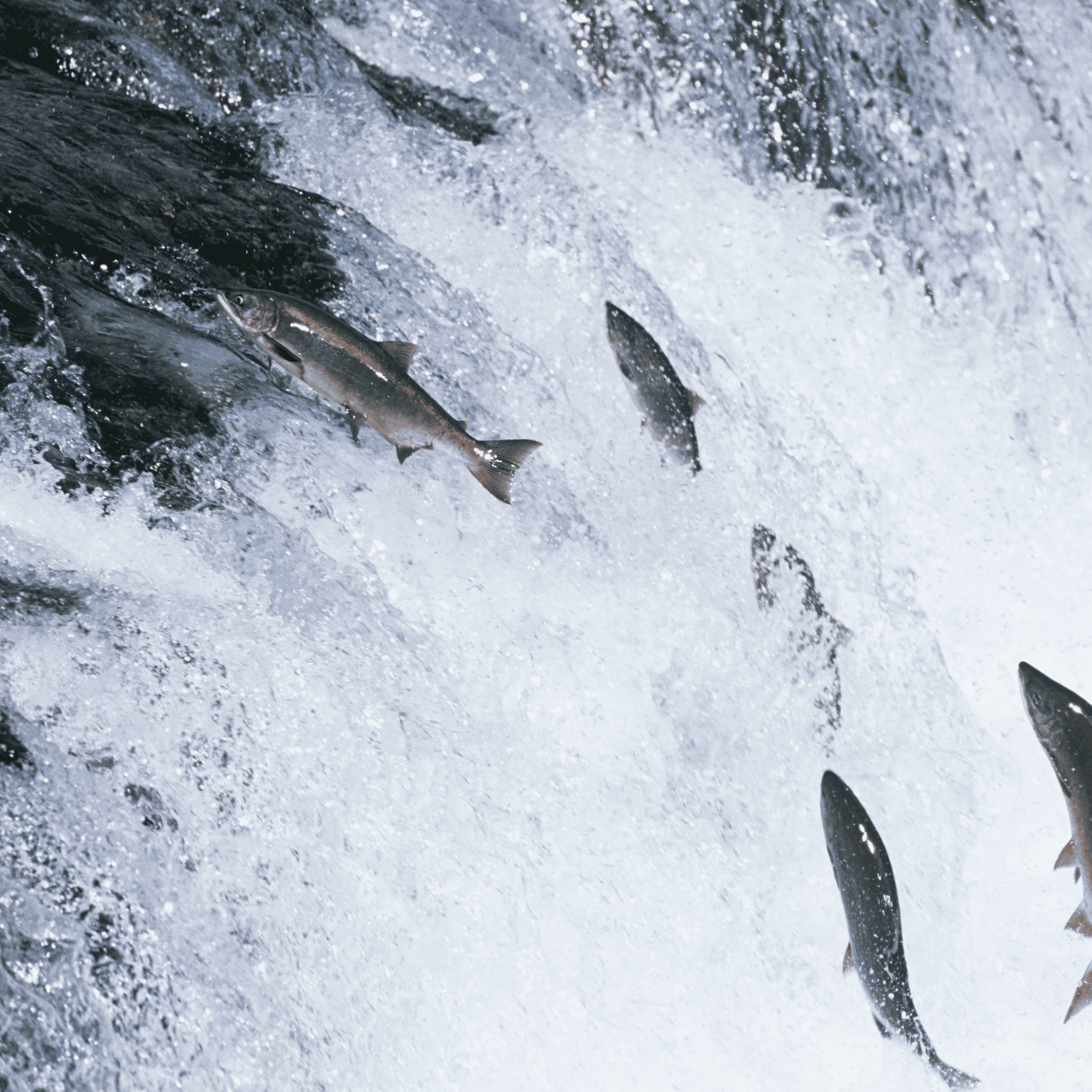 Swimming Fish