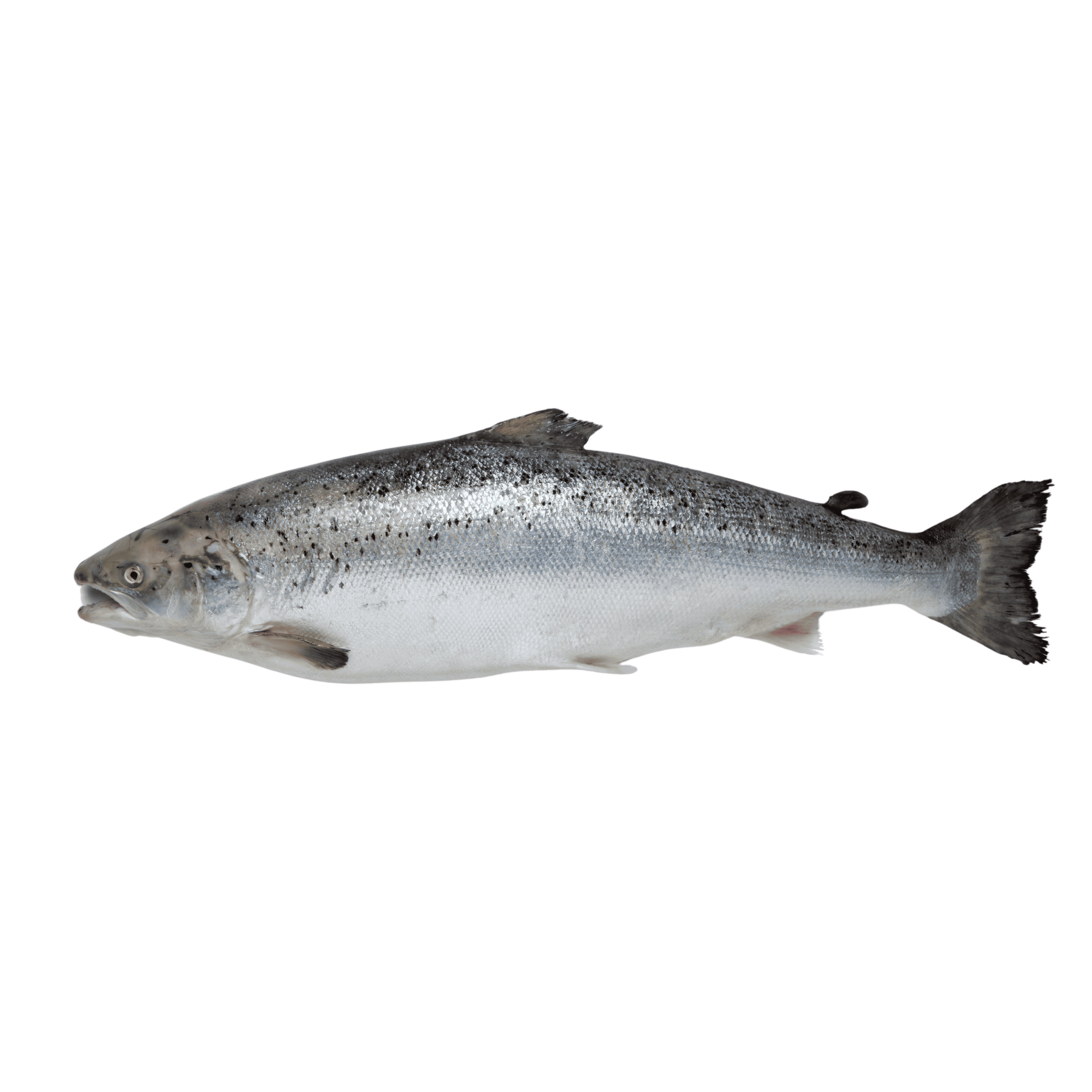 Frozen Atlantic Salmon