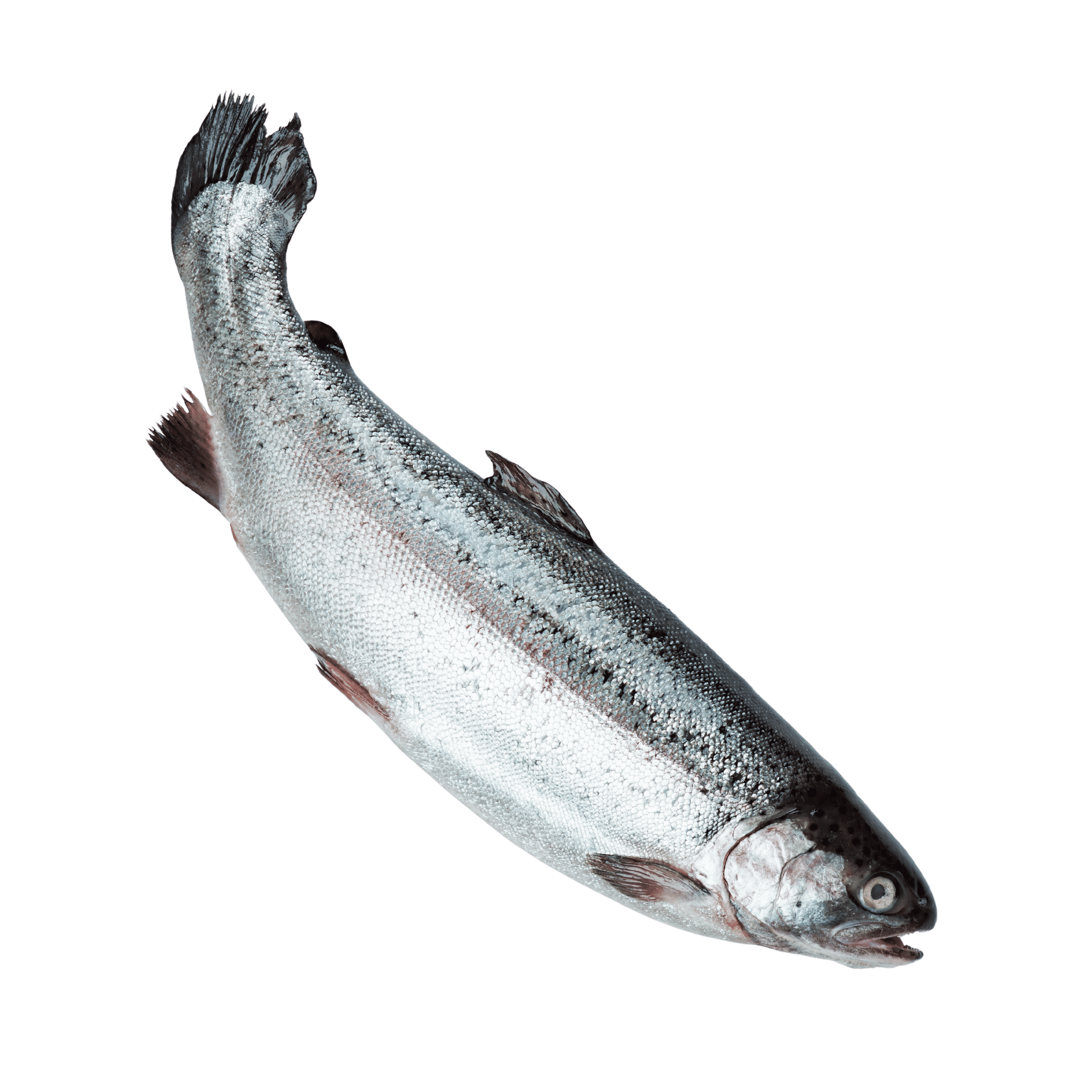 Whole Salmon